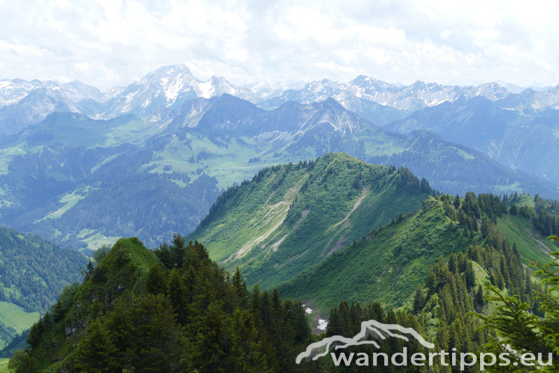 Löffelspitze Abbildung 11