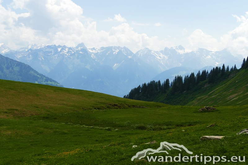 Löffelspitze Abbildung 12