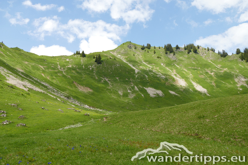 Löffelspitze Abbildung 5