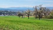 Steinkogel/Rosalia Abbildung 15