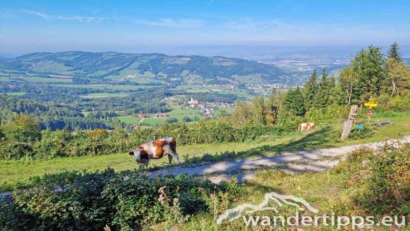 Grüntalkogel/Bichlberg Abbildung 15