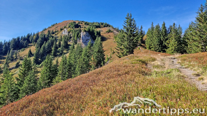 Kragelschinken Abbildung 14