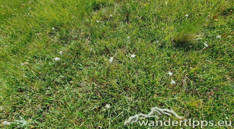 Edelweißwiese/Äußere Steiner Alm Abbildung 14