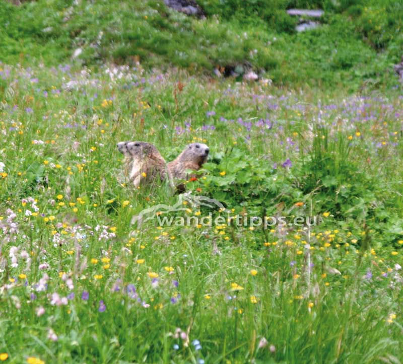 Murmeltiere - Nordtirol